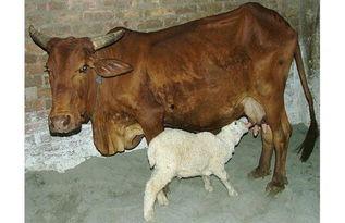 公鸡吸吮无码,揭秘自然界的神秘现象