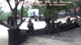 山上野战视频,野外生存与战术对决的惊心动魄瞬间