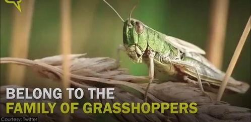 蝗虫大军在线观看